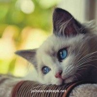 Liễu Thùy My's avatar